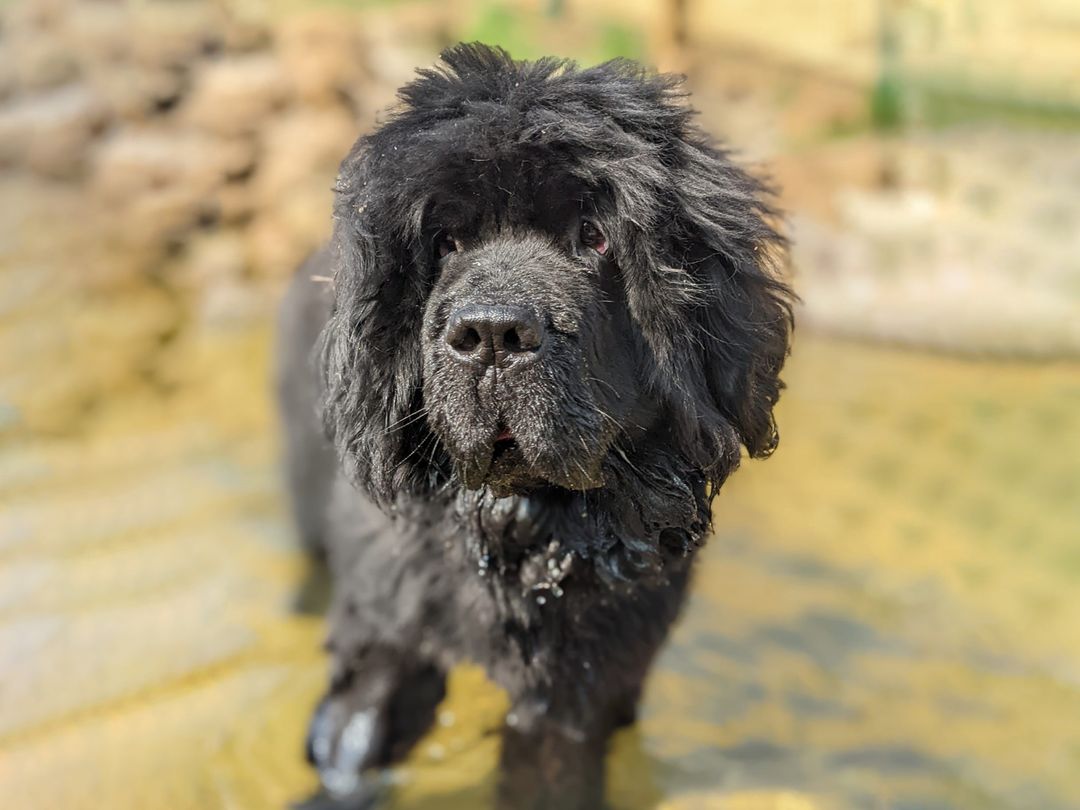 are newfoundlands cuddly