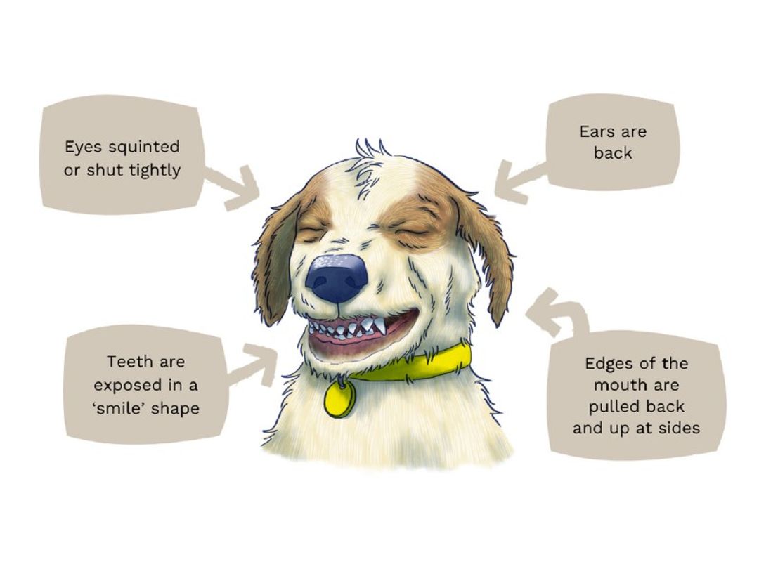 how do you tell if a puppy is stressed