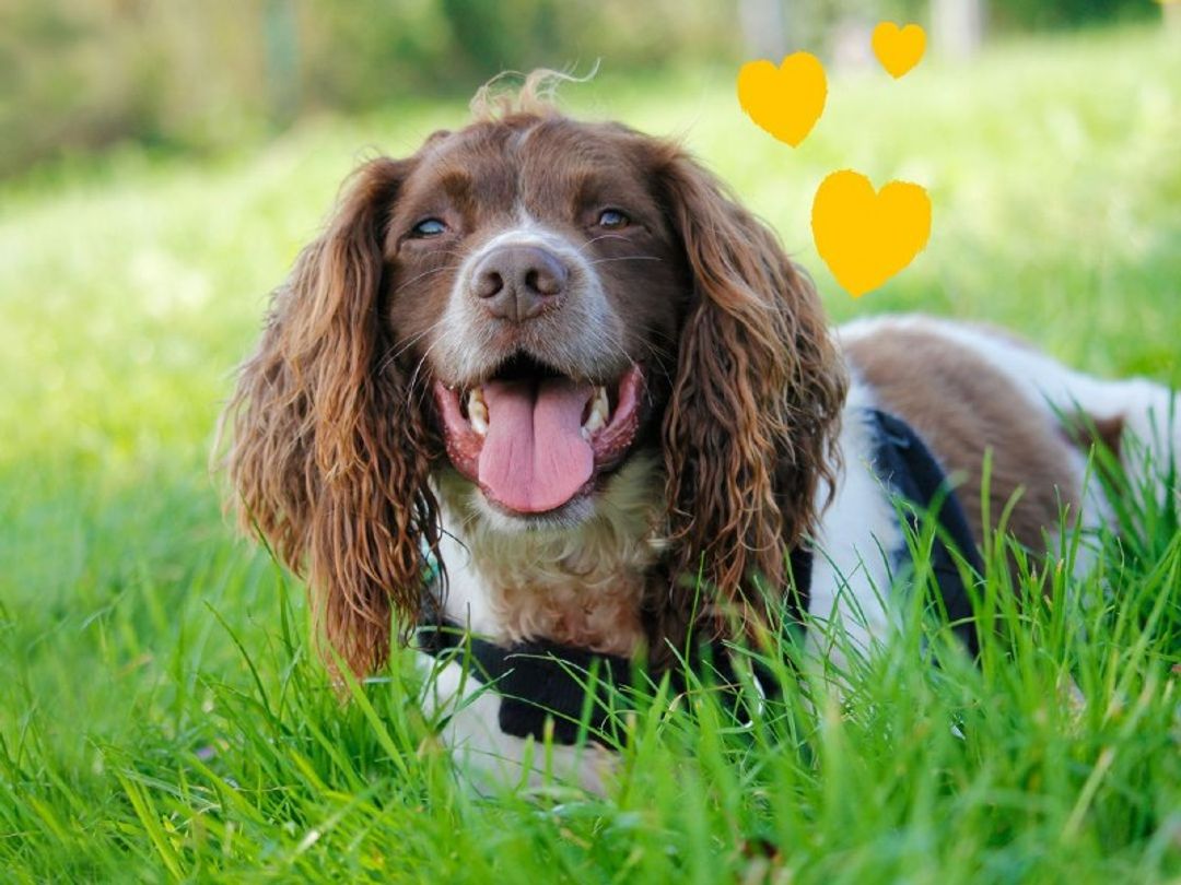 dogs trust duvet donation