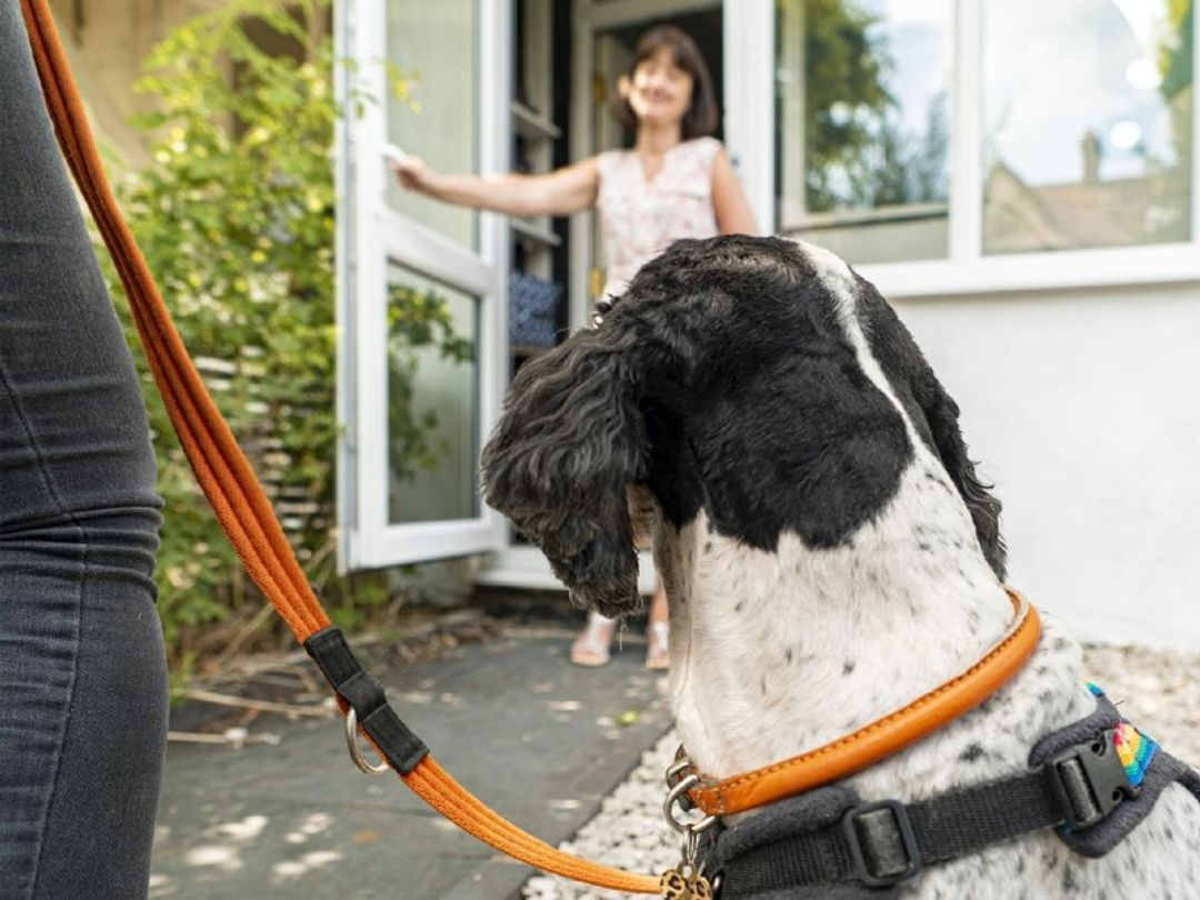 Dog Rehoming Rescue Adoption Dundee Scotland Dogs Trust