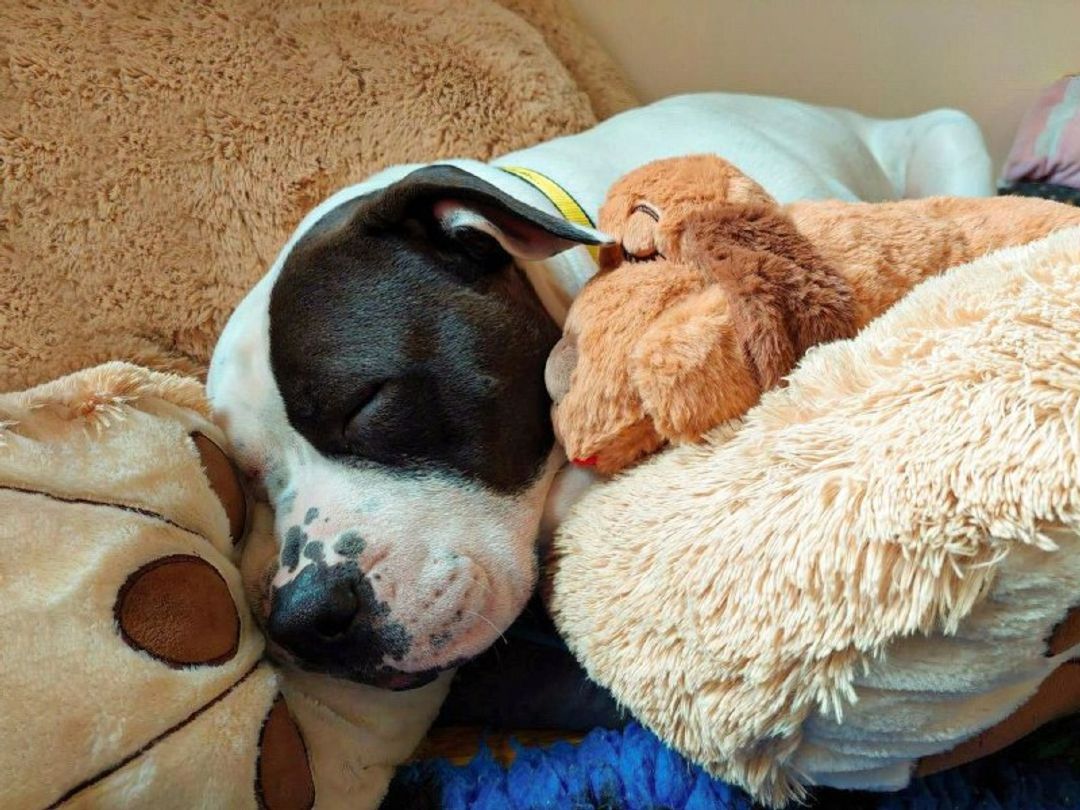 why do dogs cuddle with toys