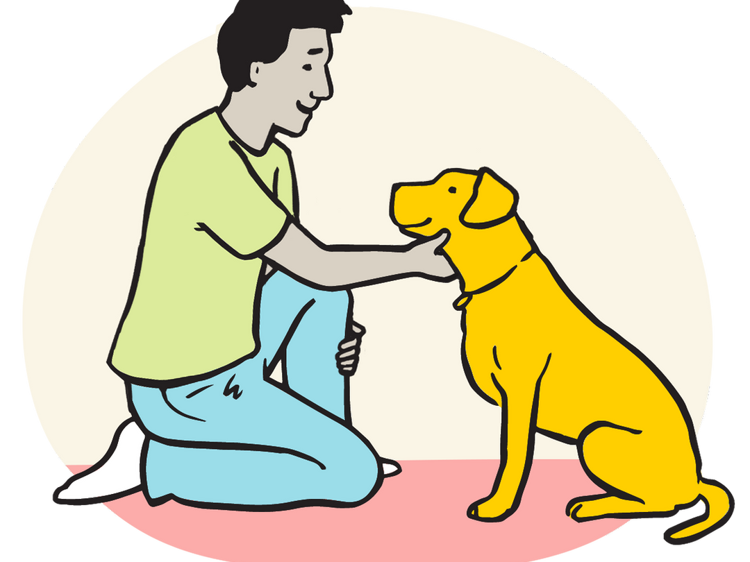 are eye drops safe for dogs