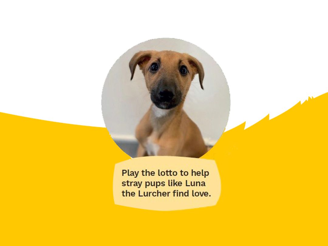 dogs trust facts and figures