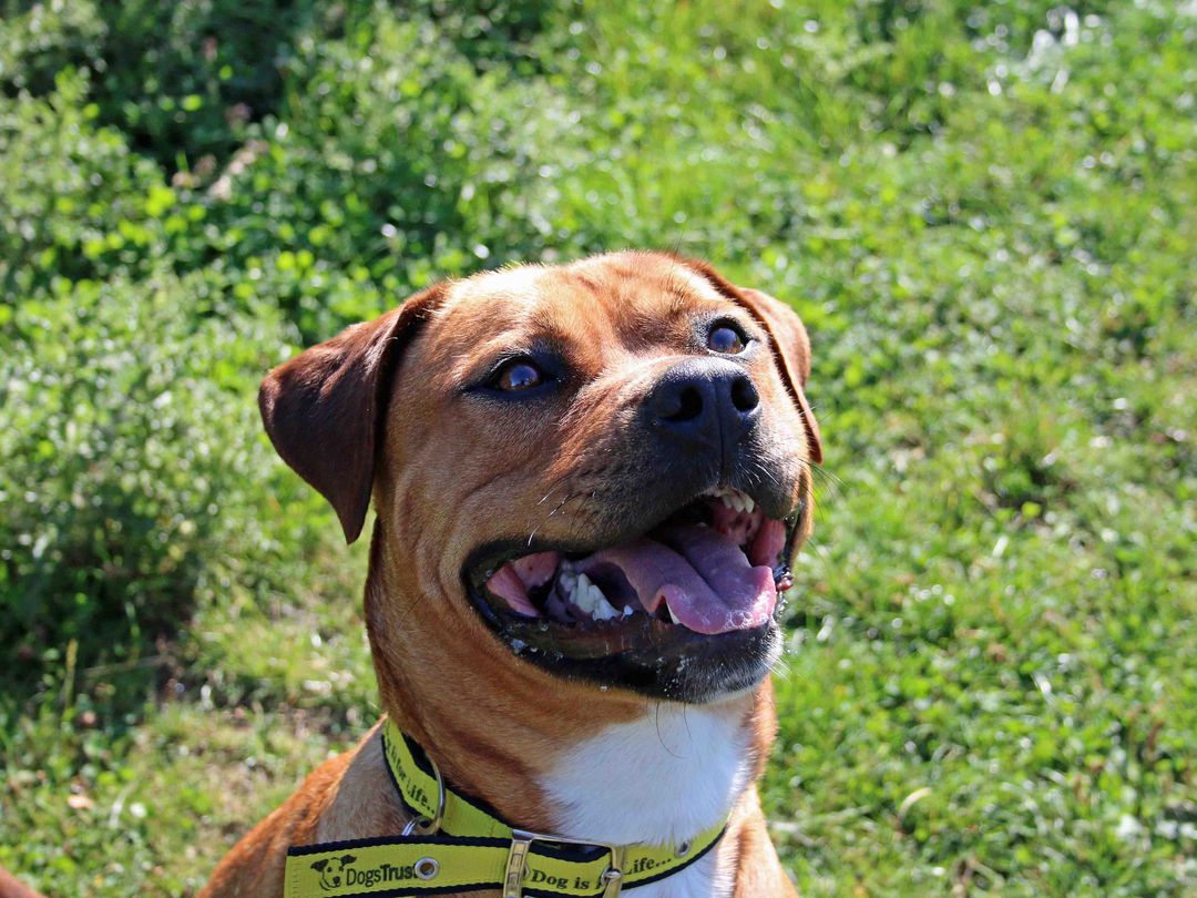 why do dogs mouths have ridges