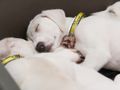 Why does your dog twitch, whimper or howl while asleep?