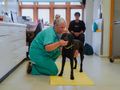 Handling of dogs during consultations