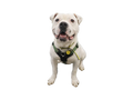 American Bulldog