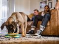 Keeping your dog entertained while working from home