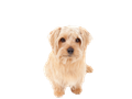 Norfolk Terrier