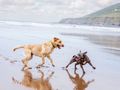 Keeping your dog safe at the beach