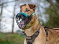 How to train your dog to wear a muzzle