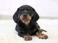 Why your puppy might have hiccups and how to help them