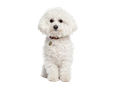 Bichon Frise