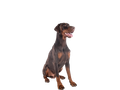 Doberman