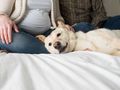 How to prepare your dog for a new baby