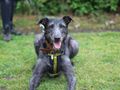 After 500 days in kennels, Alfred has a yappy new year