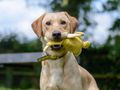 UK dog population may be millions more than estimated