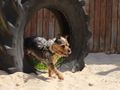 Teach your dog to run through a tunnel