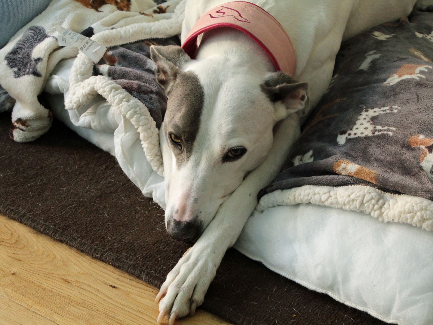 Dana the Greyhound cross stretching out on a blanket