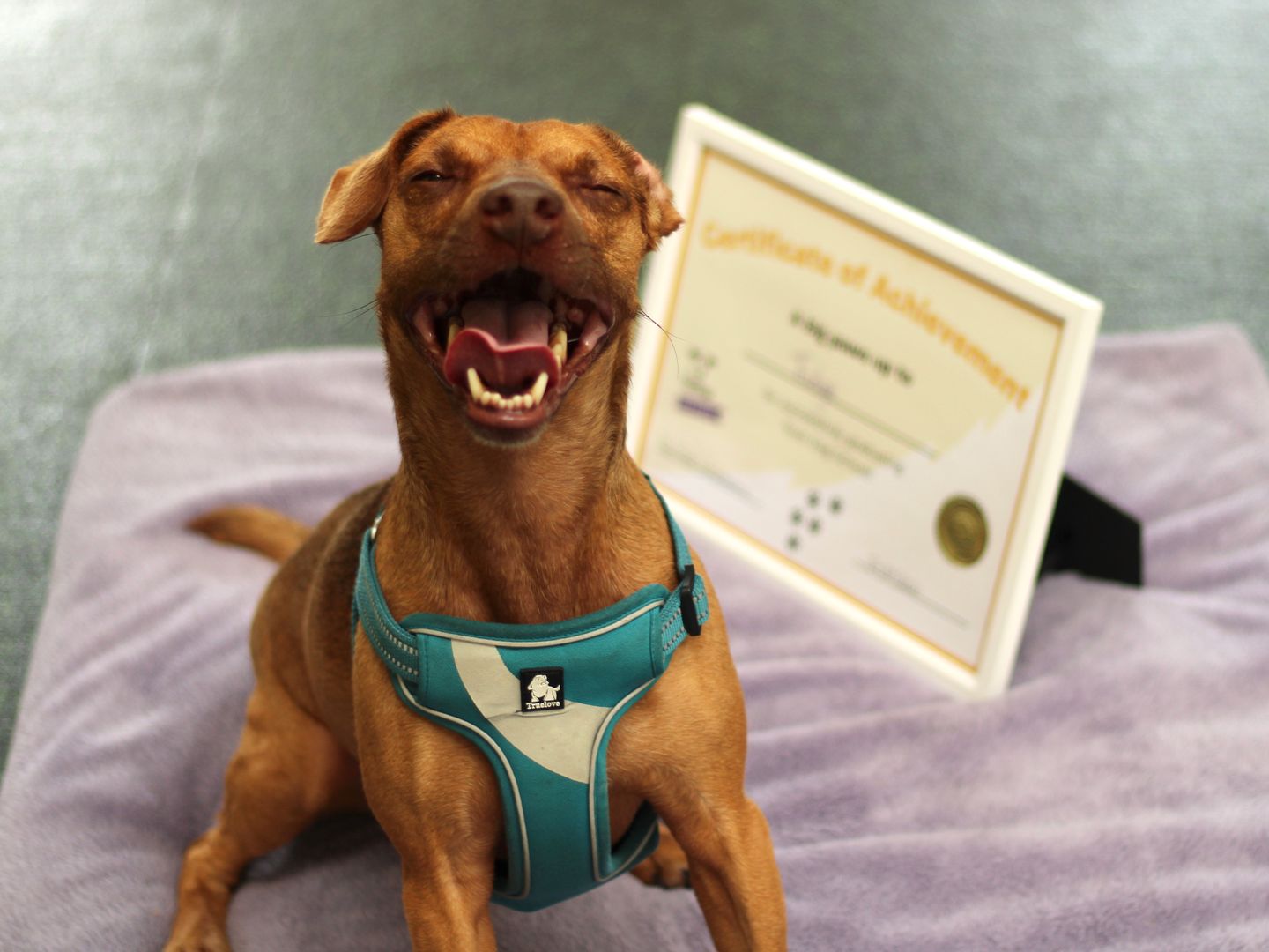 Fudge the Sponsor Dog graduating from Dog School