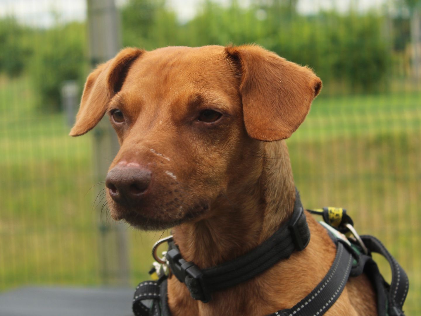 Close up of Fudge the Sponsor Dog