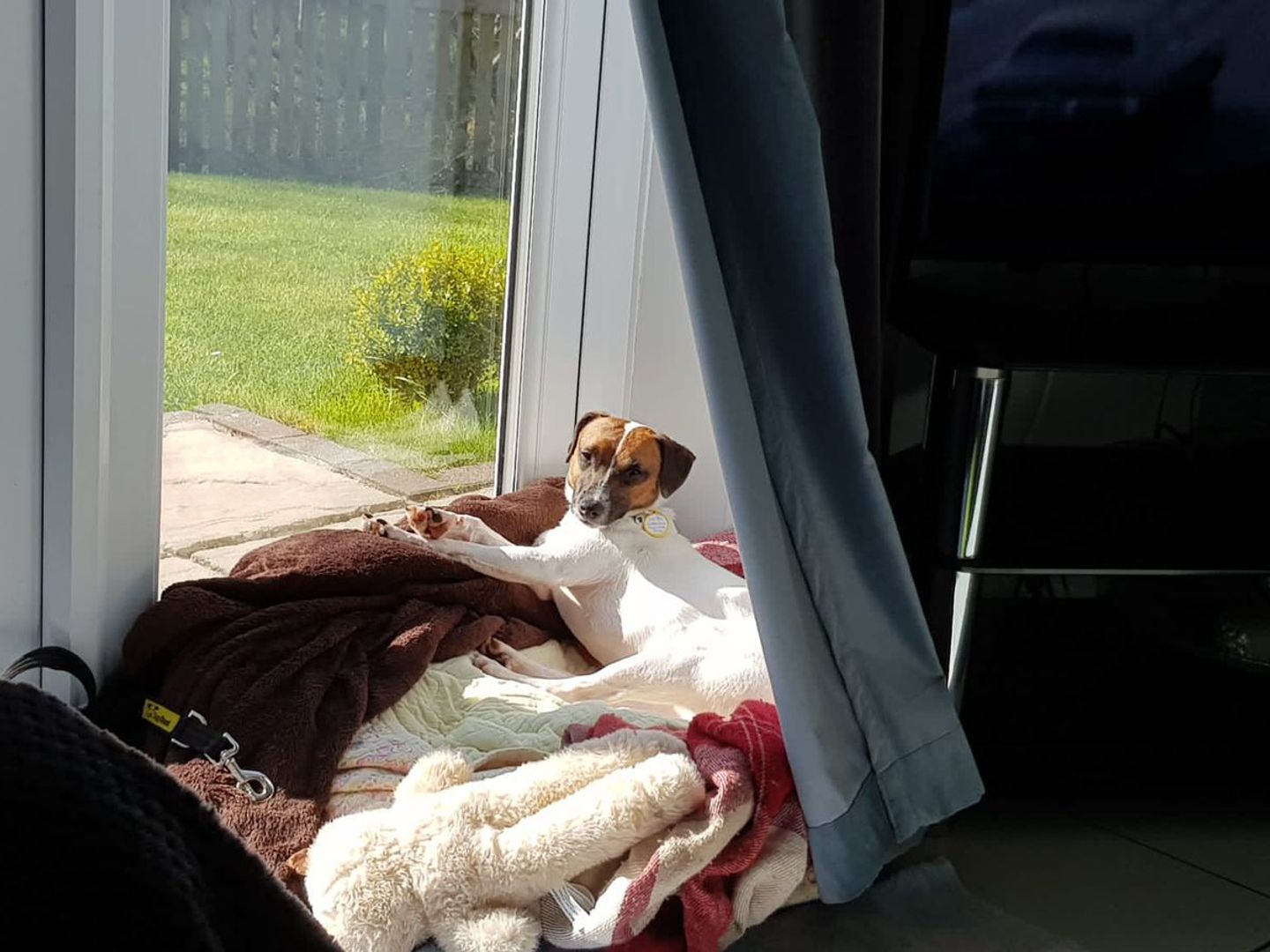 Sylvie the Crossbreed relaxing in her foster home