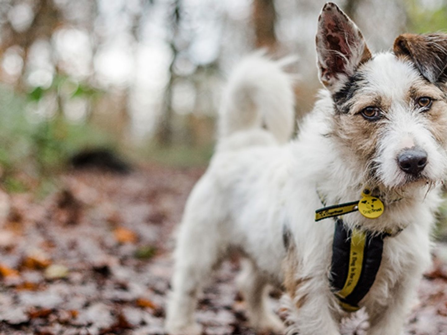 Terrier outside in autumn leaves