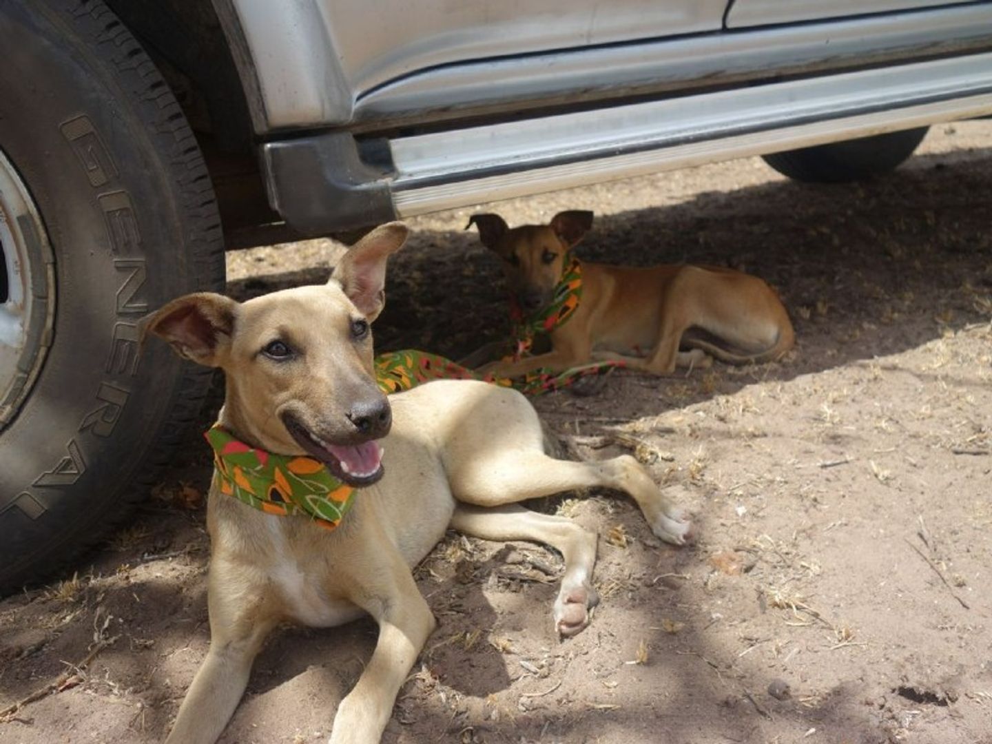 A dog laying in the sun as part of our international work