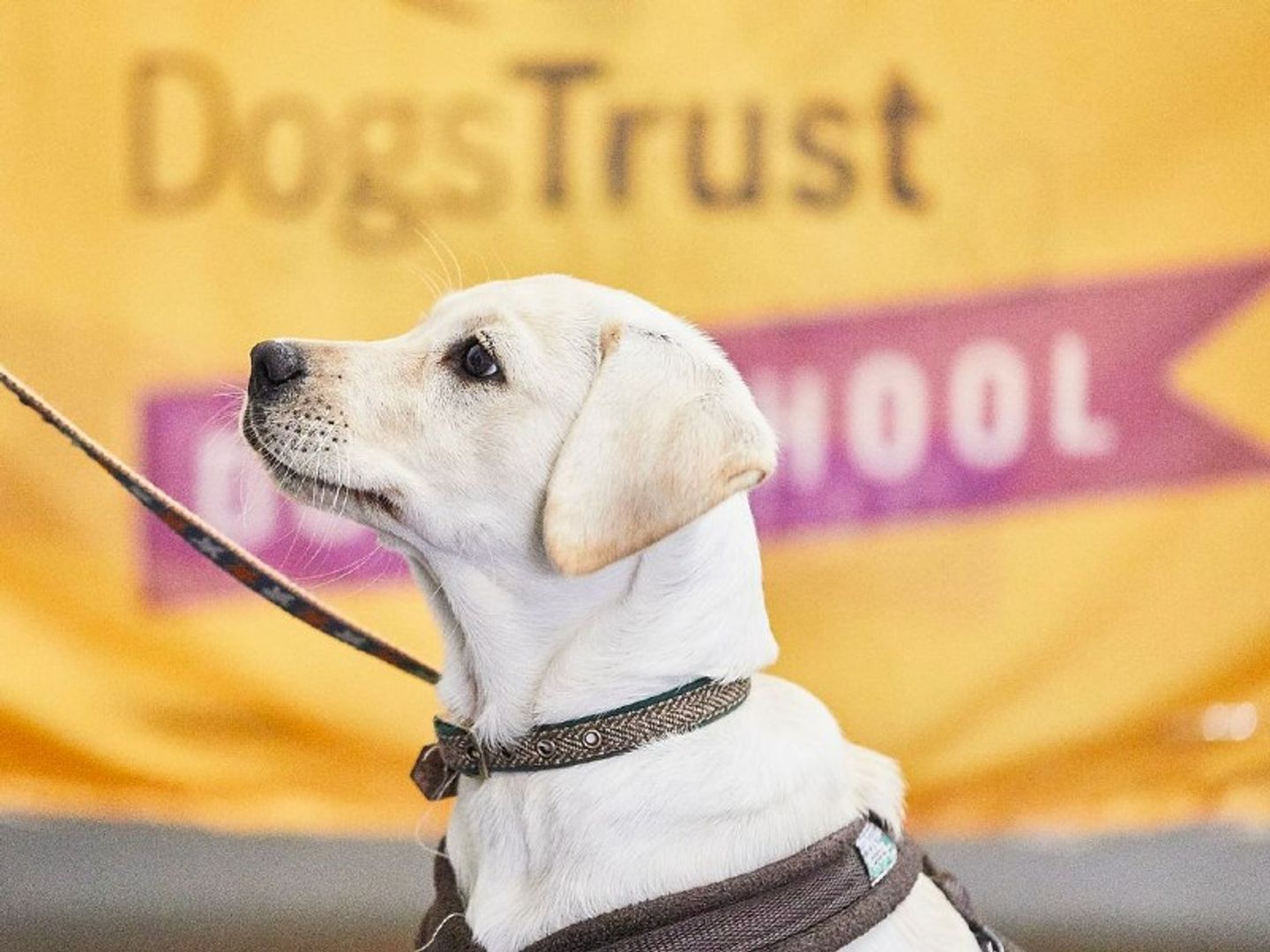 dog school puppy head 