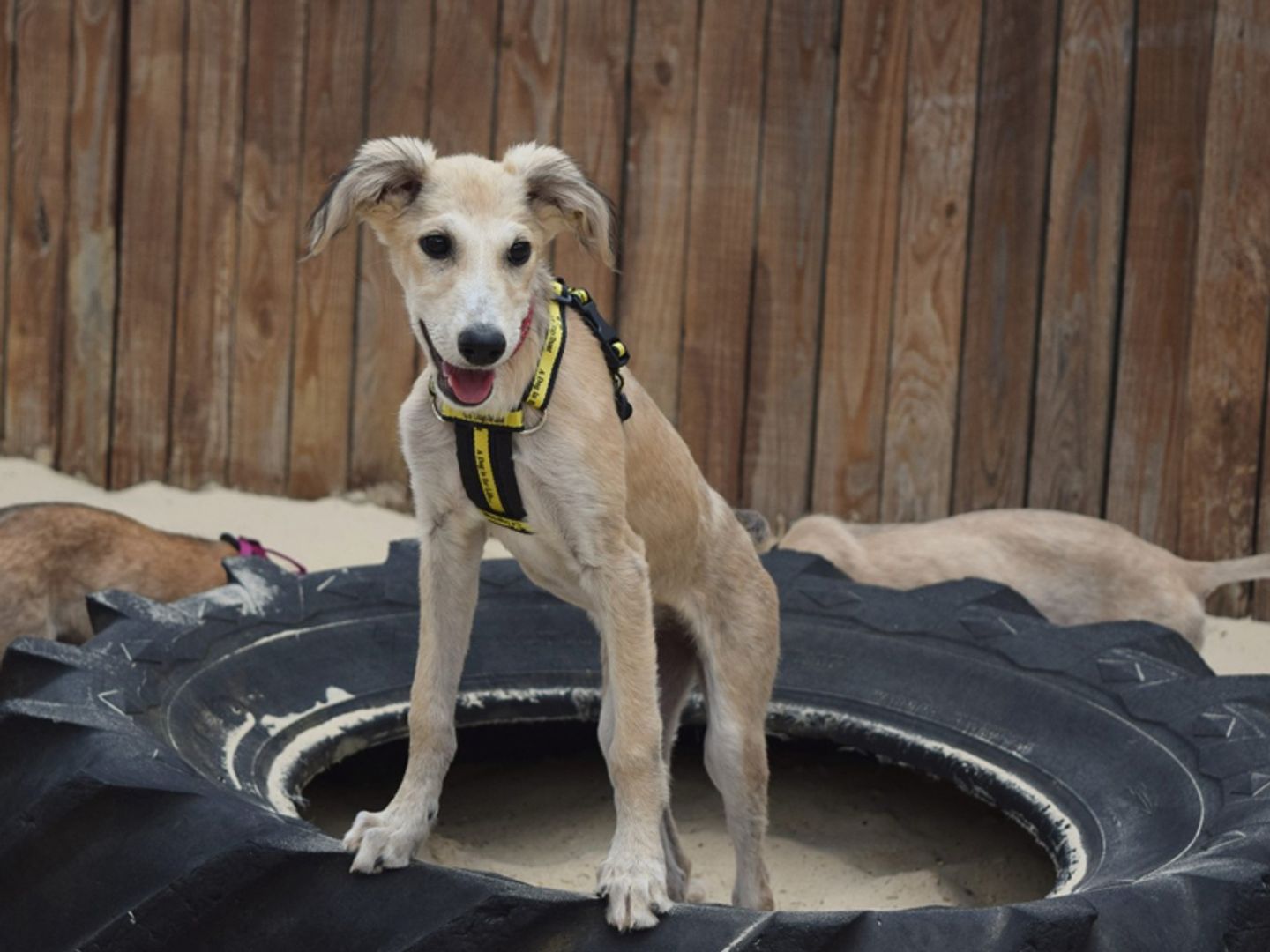 Lurcher puppy in tyre