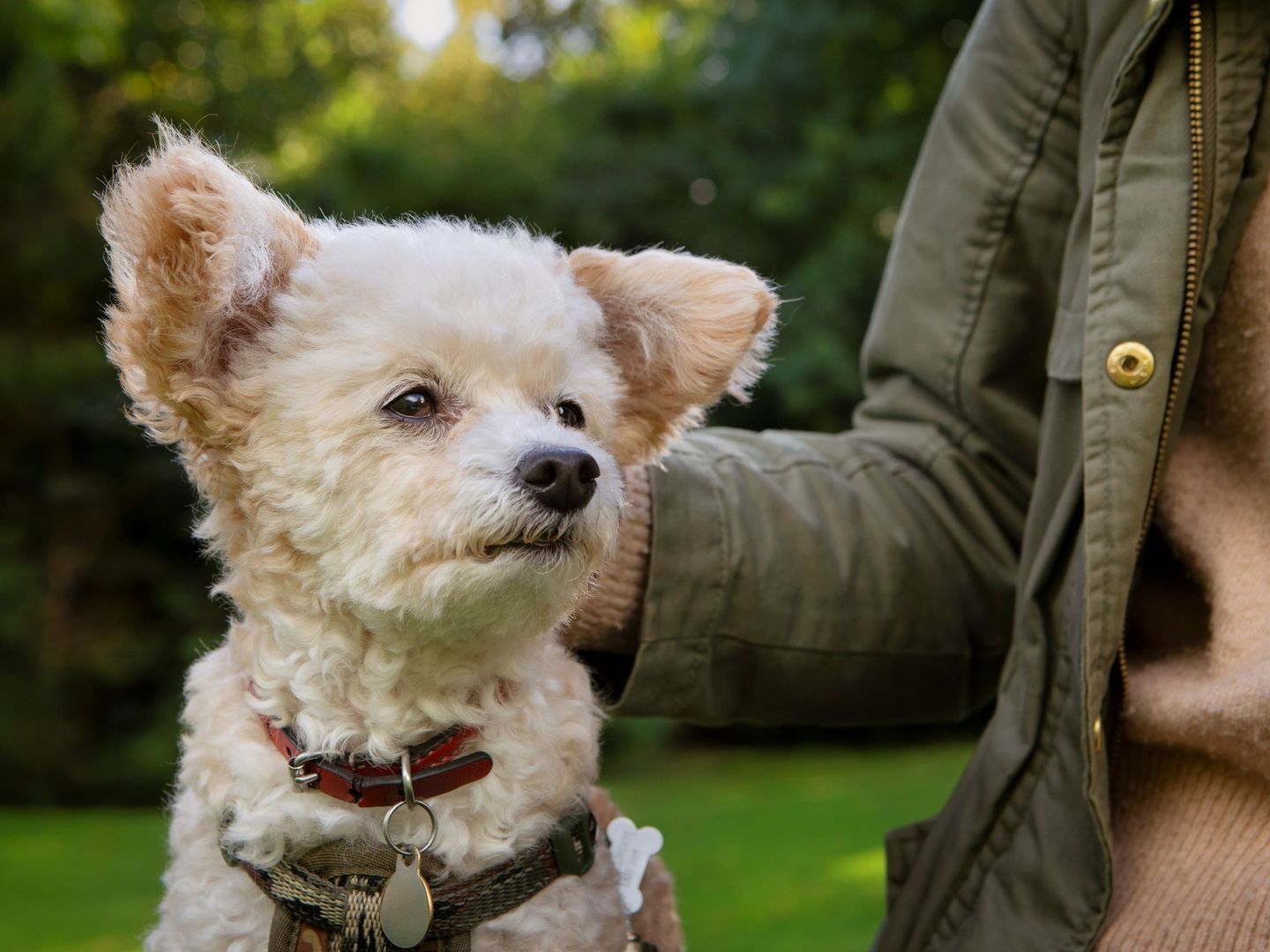 Dogs Trust is seeking more dog foster carers to help care for dogs whose owners are escaping domestic abuse (Credit Olivia Hemingway)