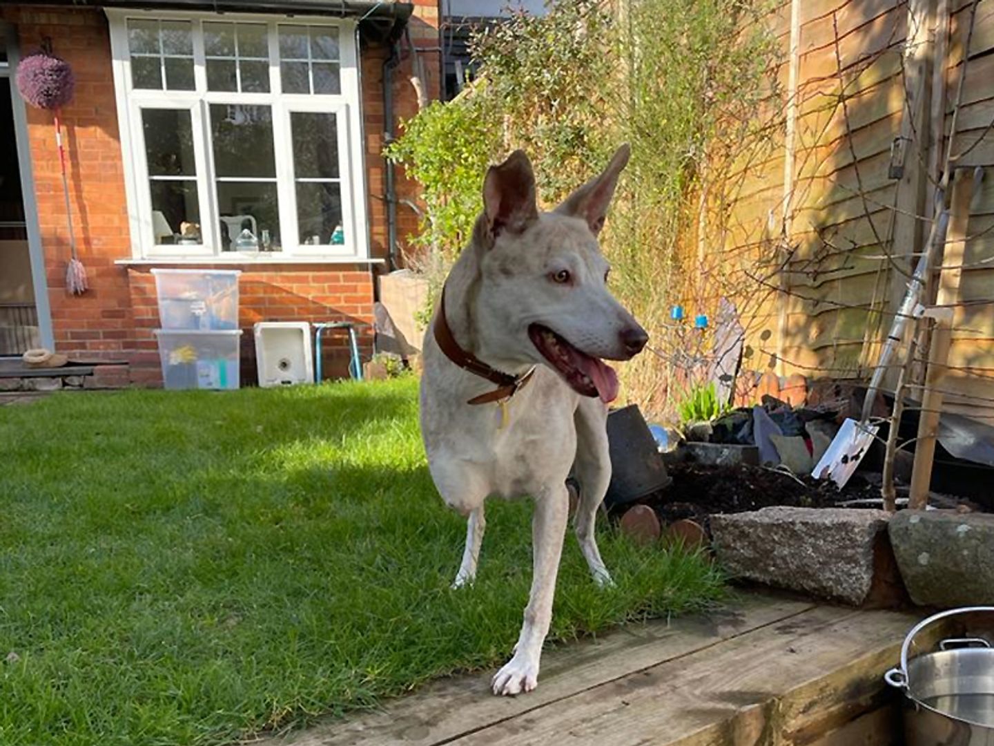 Paxo enjoying his new garden