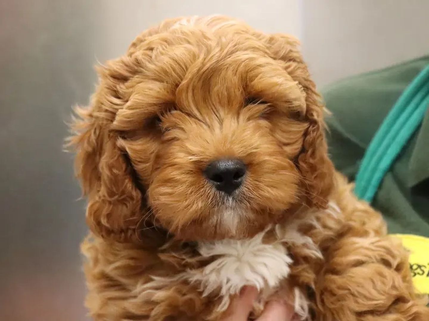 Chester the Cavapoo puppy