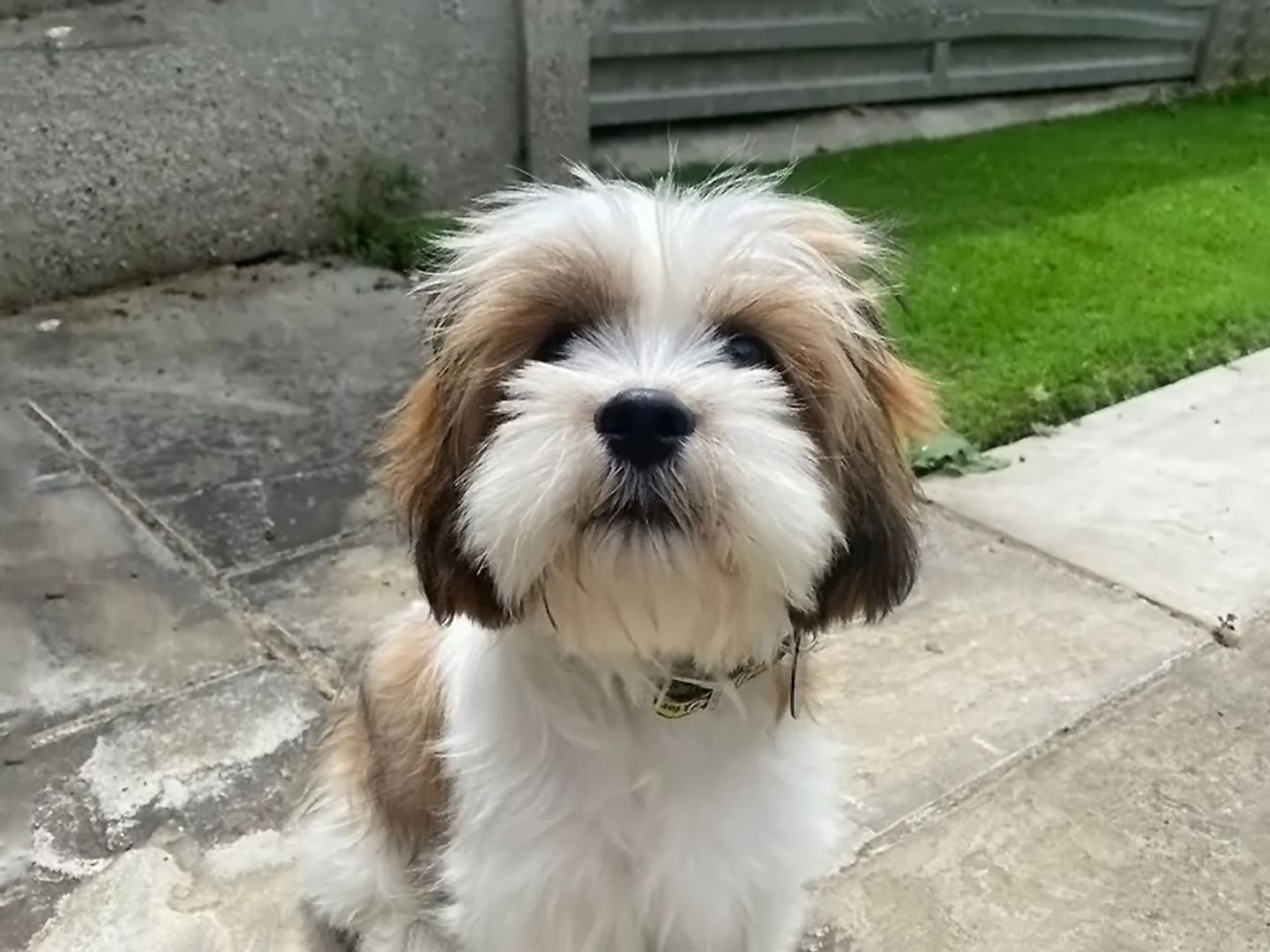 Gizmo the Lhasa Apso puppy