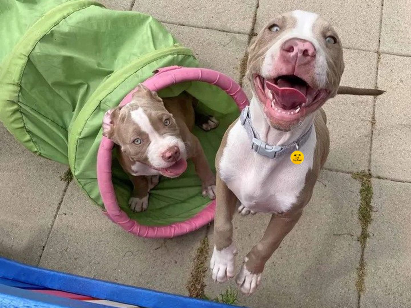 Kendall and Khloe the American Bulldog puppies