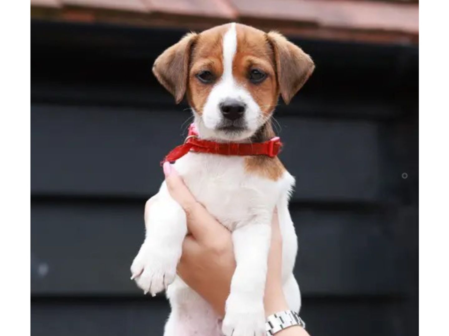 Batman the Jack Russell Puppy