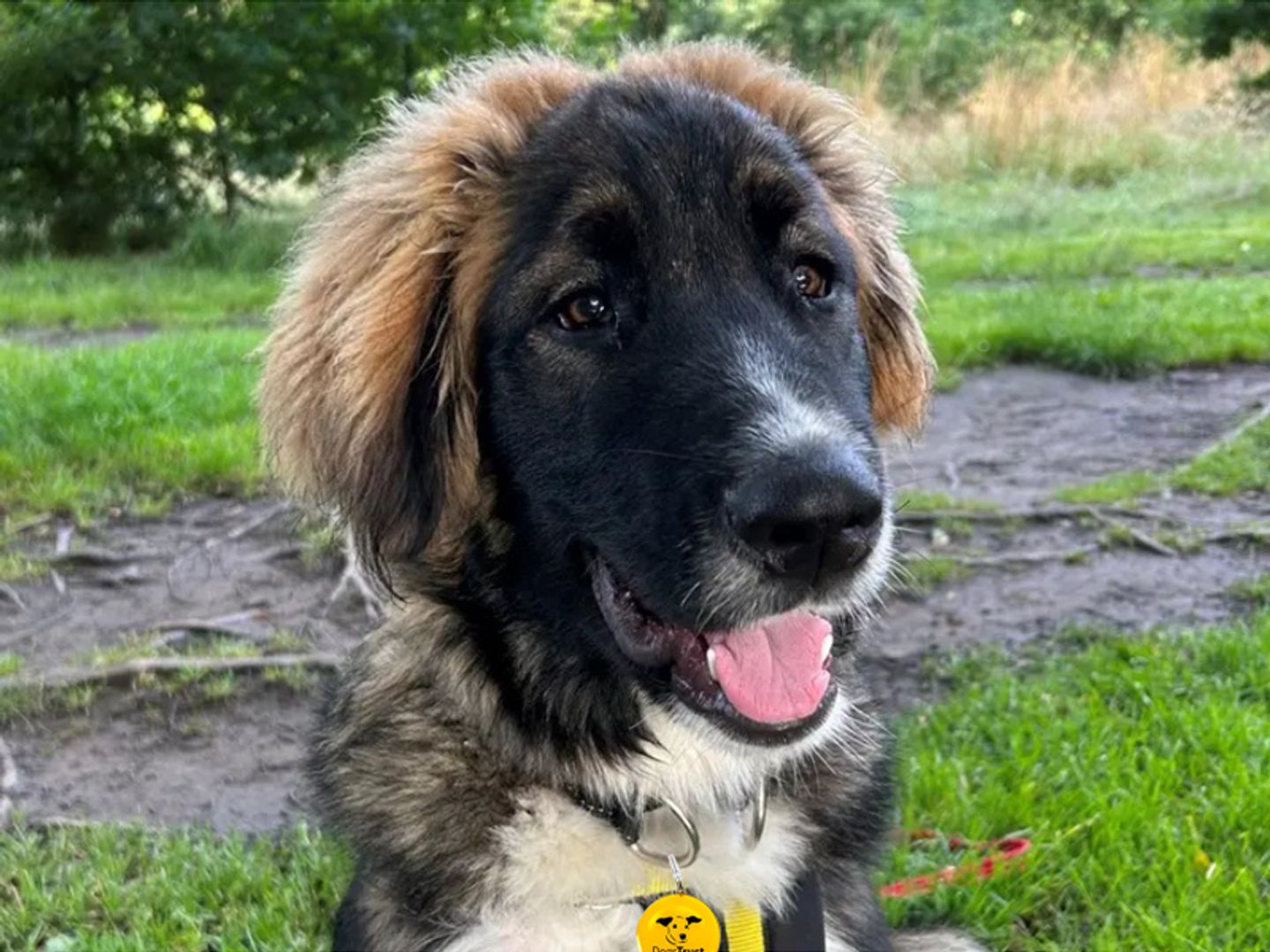 Bear the Caucasian Shepherd puppy