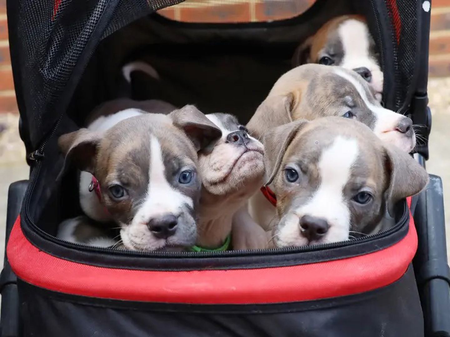 Bulldog Cross puppies