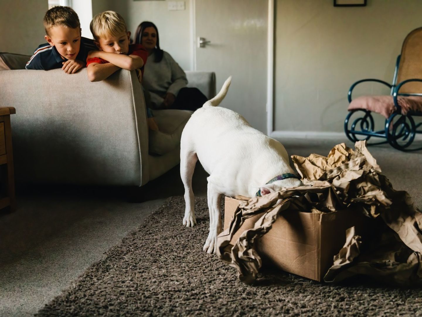 White Bull Terrier dog with his head in a snuggle cardboard box in the living room, whilst a mum and two boys watch from the sofa.