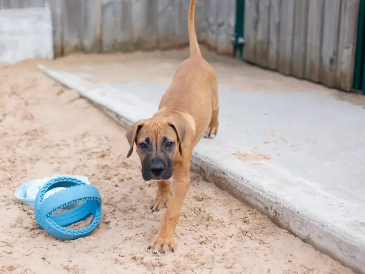 Nemo the Cane Corso puppy