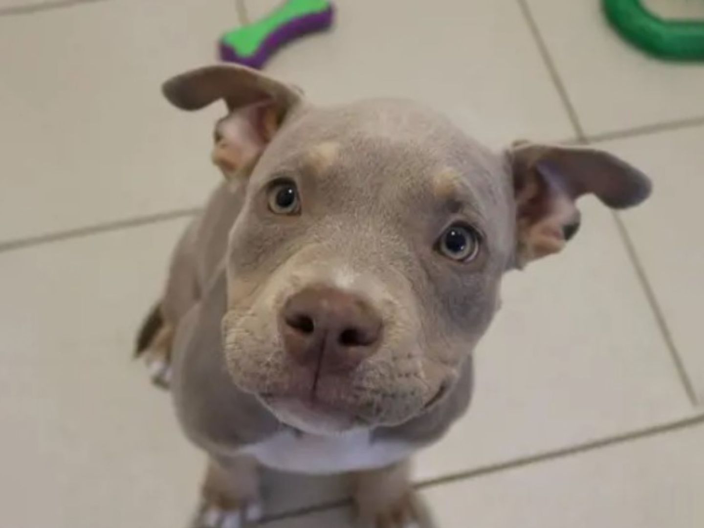 Daisy the American Bulldog puppy