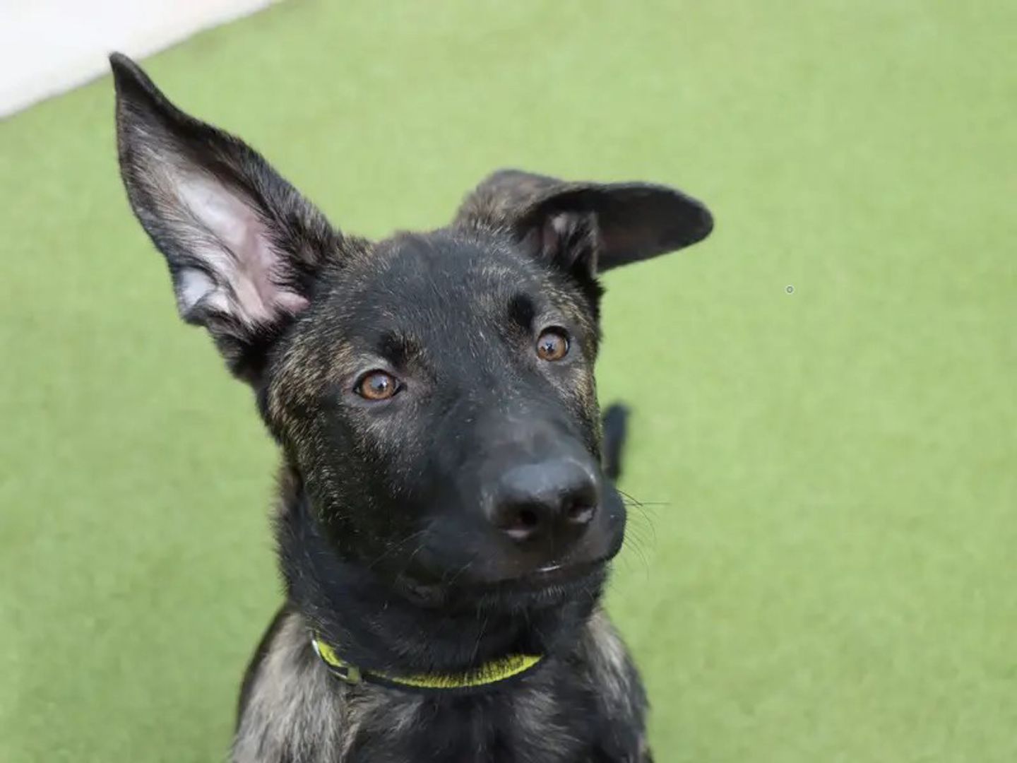 Drummer the Dutch Shepherd puppy