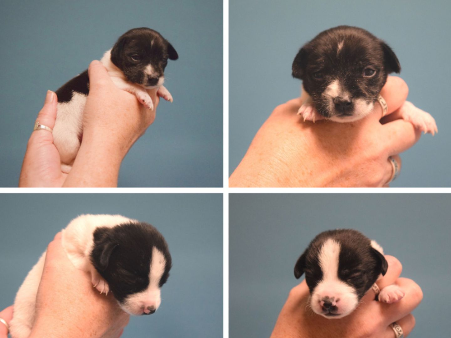 Hand-reared puppies at Harefield