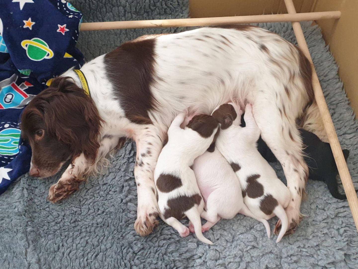 Spaniel puppies with their mother