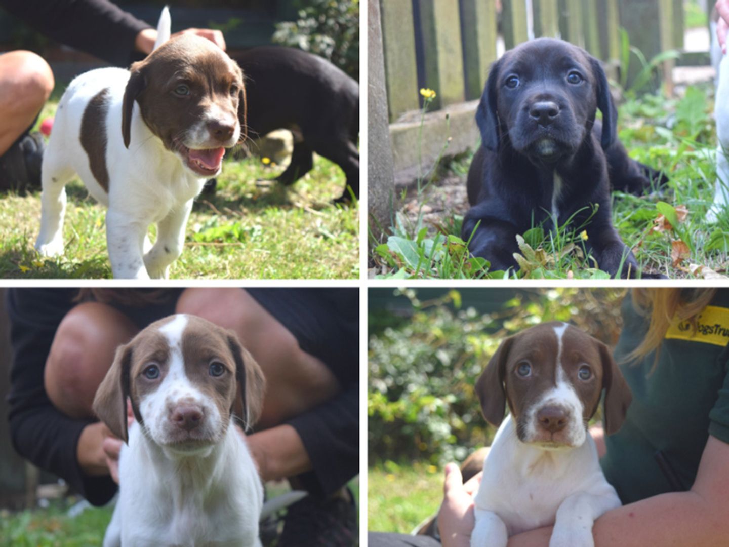 Spaniel puppies at Dogs Trust Harefield