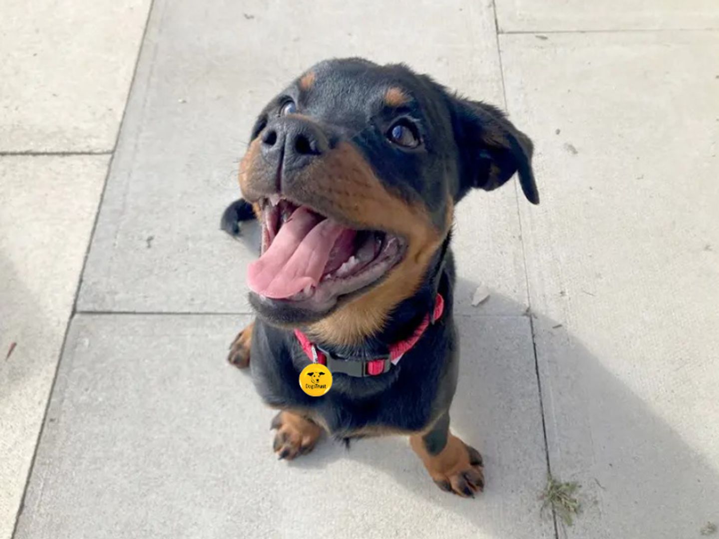 Mavis the Rottweiler puppy