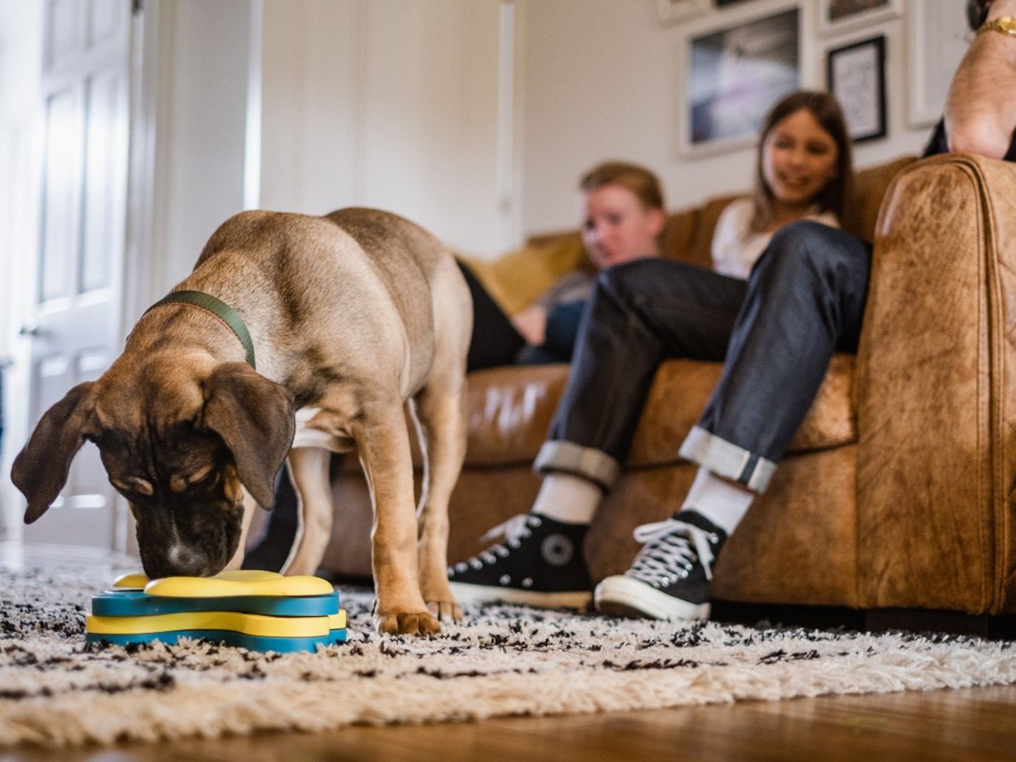 A brindle puppy playing with a slow-feeder toy, whilst a family watches from the sofa in the background.