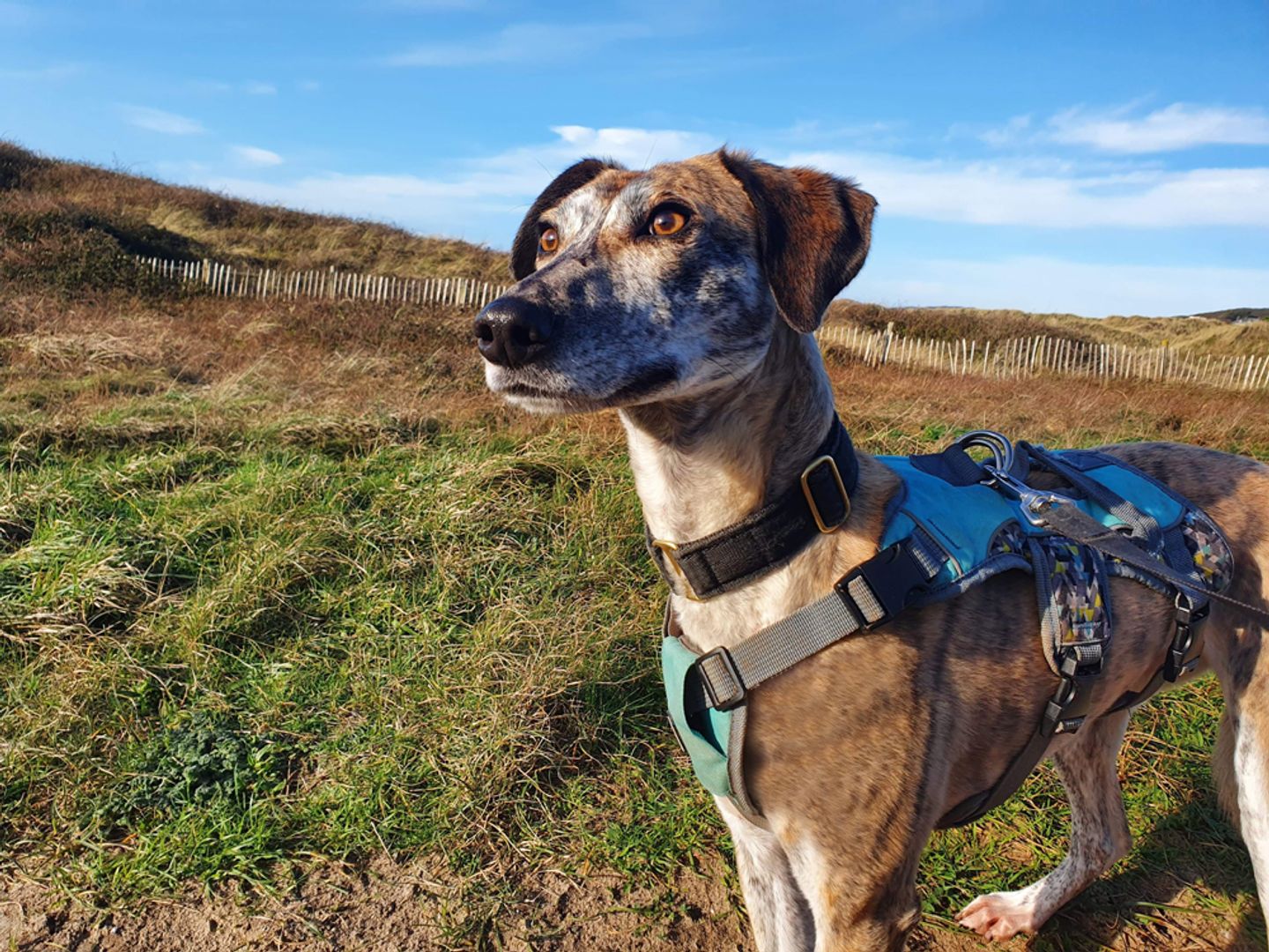 Amber the Crossbreed dog enjoys a woodland walk in Ilfracombe