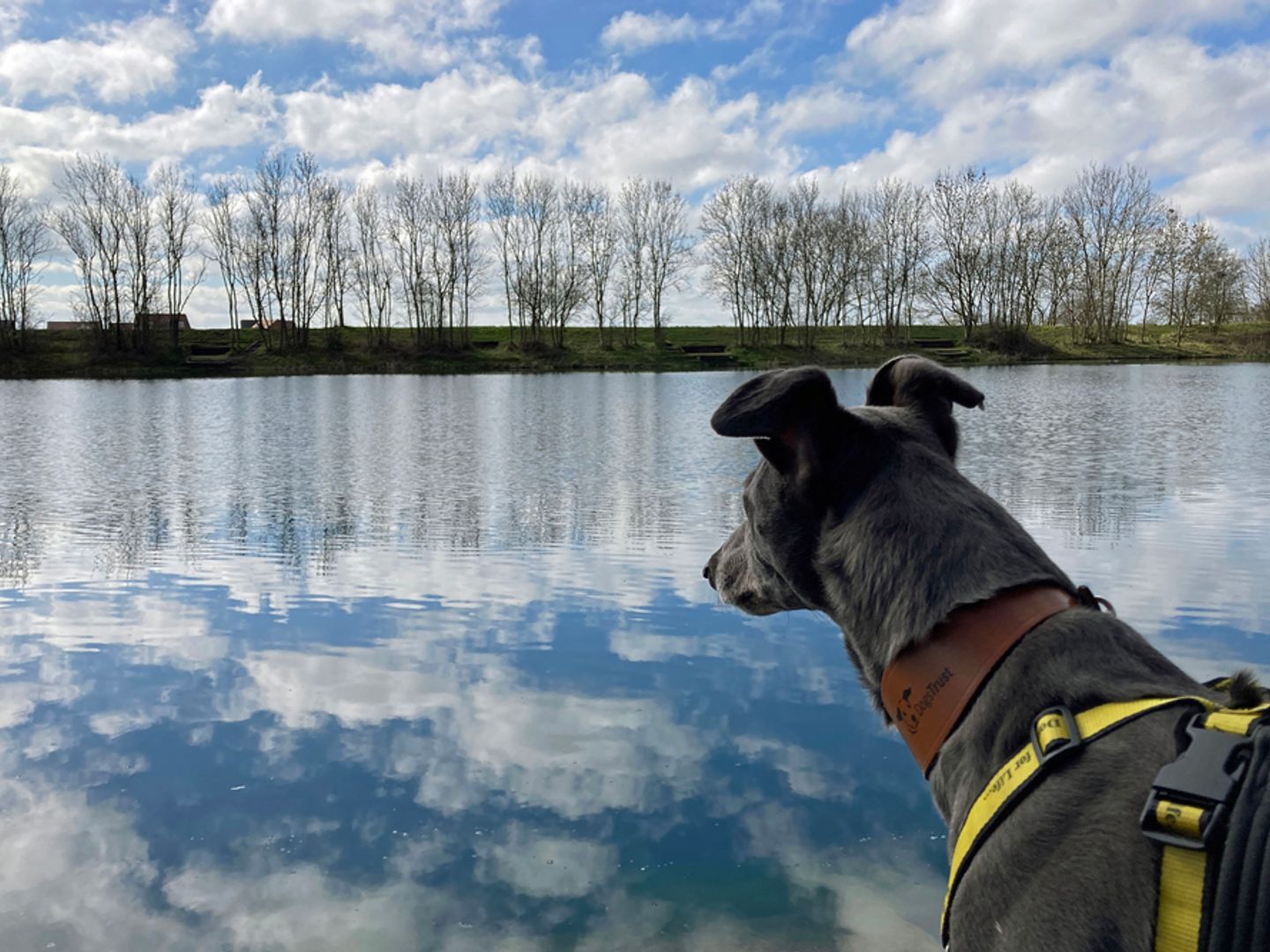 Murphy the Greyhound admiring the view of his woodland walk in Darlington