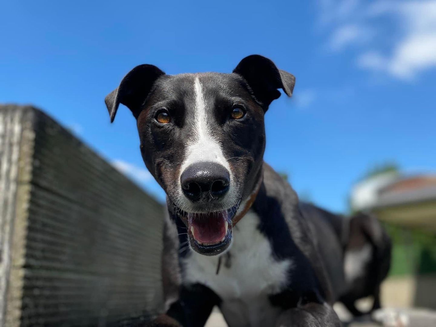 Betty the Lurcher enjoys a woodland walk under a blue sky in Loughborough